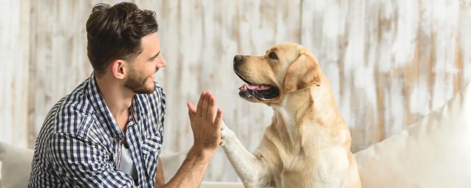 Ученые доказали, что собаки понимают речь человека и различают слова