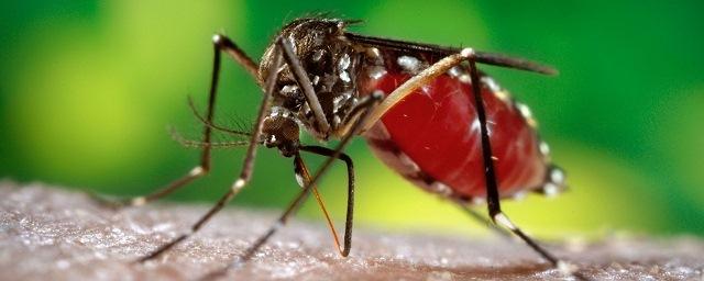 Ученые NASA объявили войну комарам