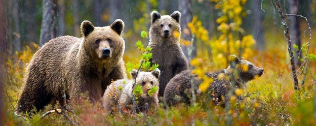 В Удмуртии на территорию одного из СНТ заметили медведицу с медвежатами