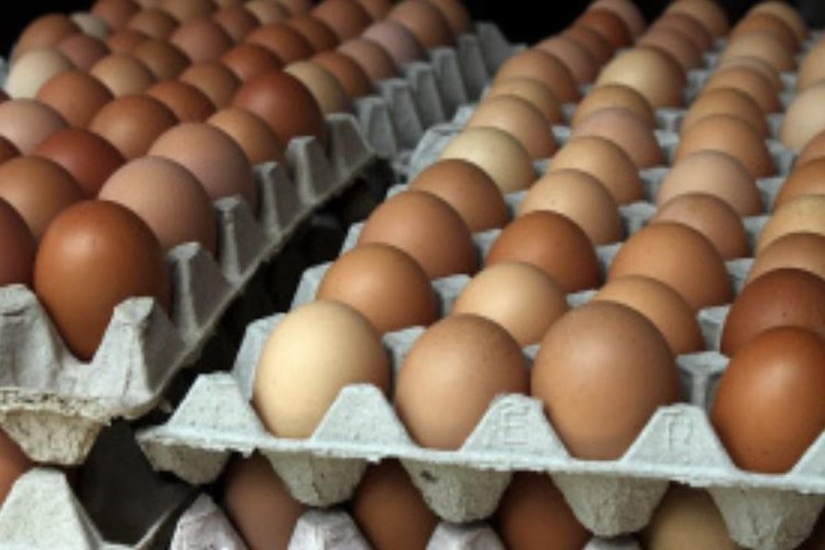 Производители куриного яйца в Липецкой области ждут рекордных результатов к концу года