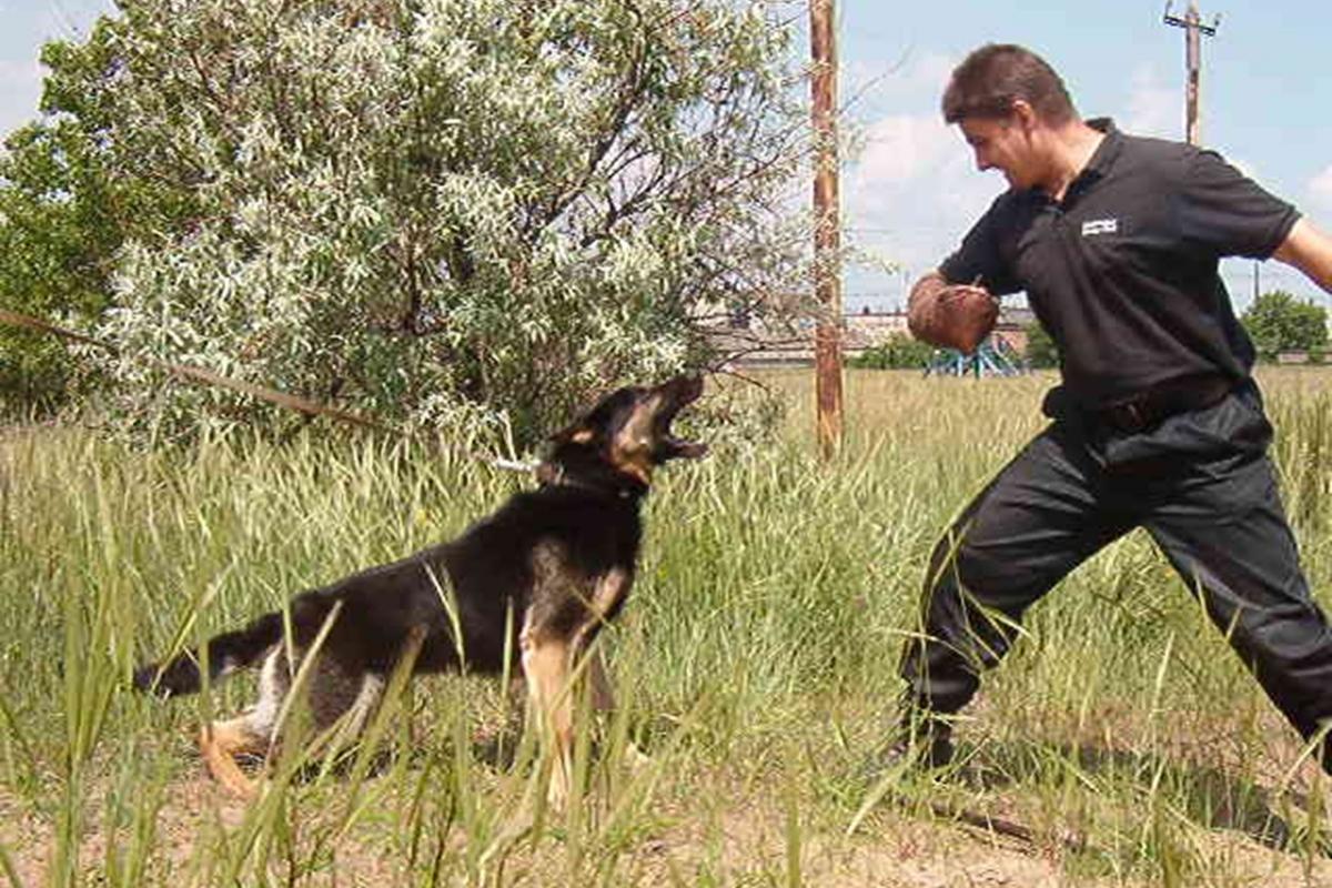 Россияне стали чаще нанимать кинологов – спрос вырос на 26%