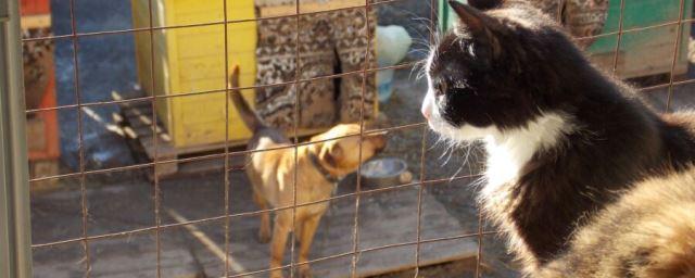 В Костроме 26 ноября стартует акция помощи животным «Добро»