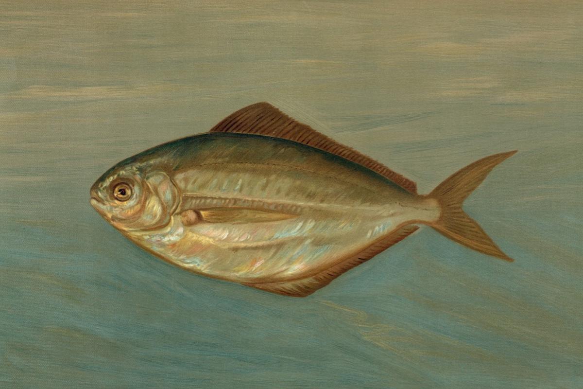 Норвежский рыбный экспорт впервые за почти год пошел на спад в мае