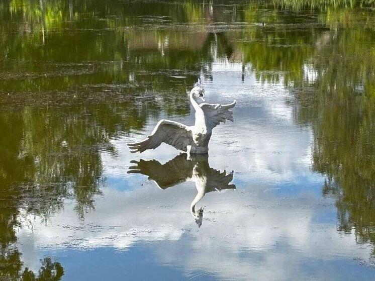 В пруду Летнего сада в Тихвине «поселилась» Царевна-Лебедь