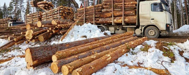 В Кировской области выявили 1,4 тысячи нарушений лесопользования