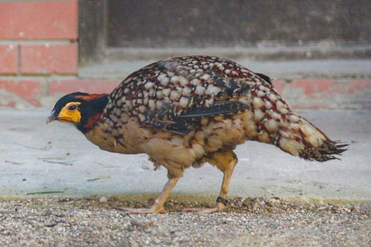 В Московском зоопарке проходят адаптацию новые обитатели – редкие фазаны и огромные попугаи