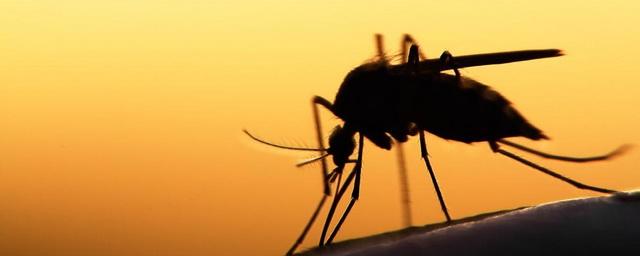 Комары помогли научить дроны летать ночью