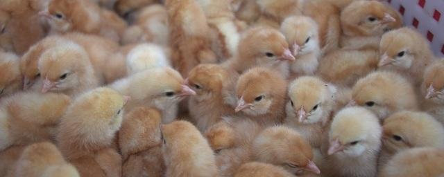 На камчатской птицефабрике «Пионерское» в конце мая запустят новый птичник с 60 тысячами цыплят