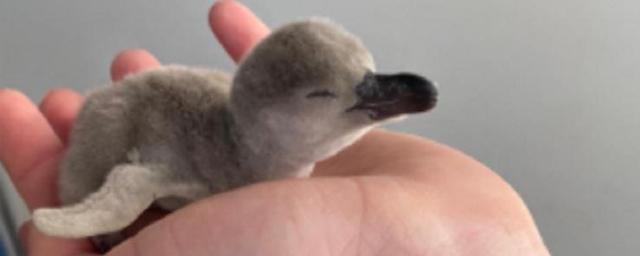 Птенцы краснокнижных пингвинов появились на свет в Приморском океанариуме