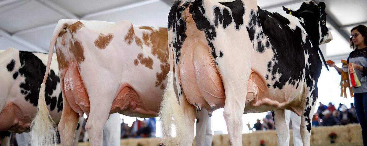 Продажи молока сельхозпредприятиями России выросли на 5%