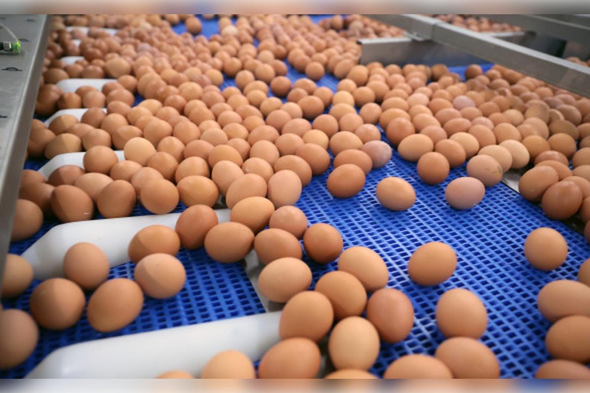 На одном из предприятий Липецка сортировкой яиц занимается машина с искусственным интеллектом