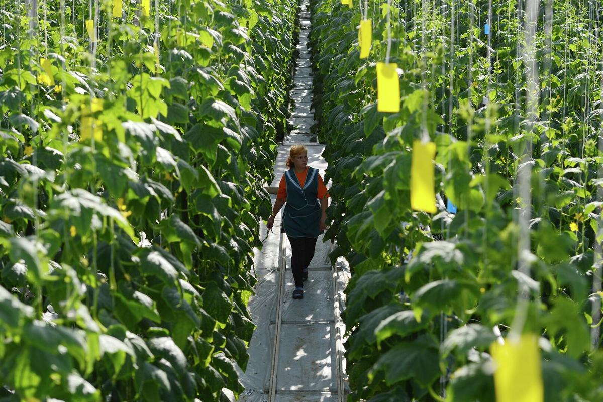 Пермская компания стала больше зарабатывать на продаже овощей