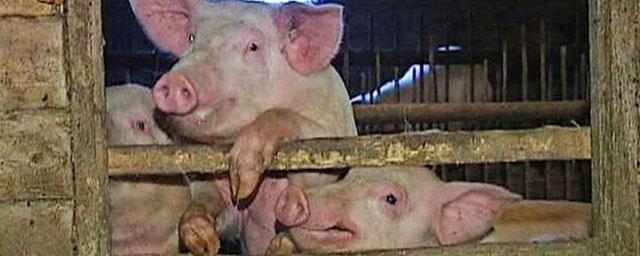 В Макарьевском районе Костромской области выявлен новый очаг заболевания африканской чумой свиней