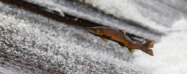 Русские лососи могут стать угрозой для норвежских нерестовых рек