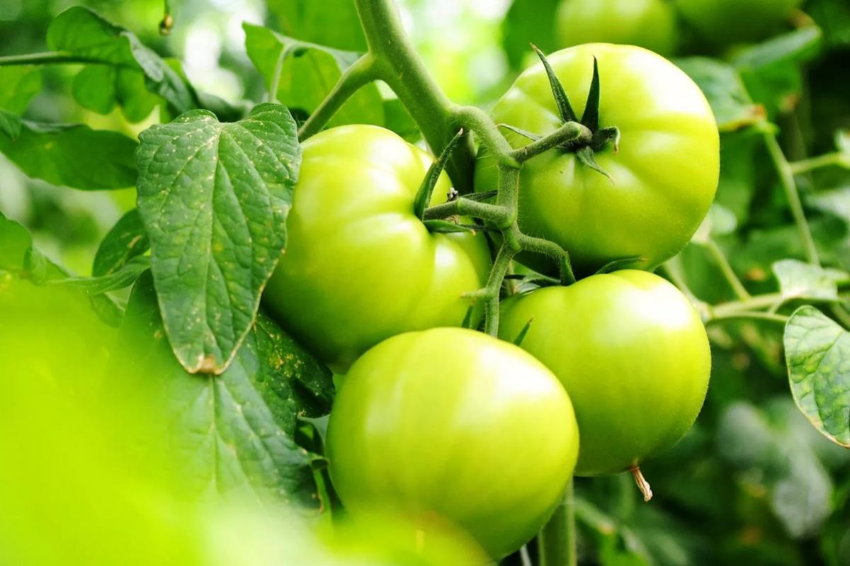 Ставрополье удерживает первенство в производстве тепличных овощей в России