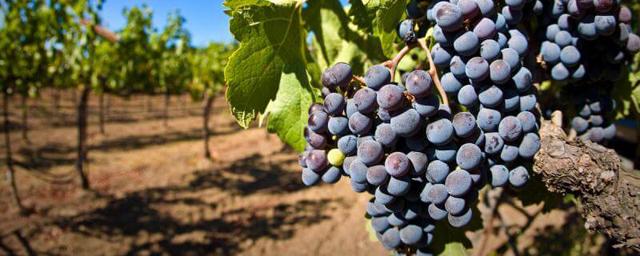 Минсельхоз РФ стал уполномоченным органом по виноделию и виноградарству