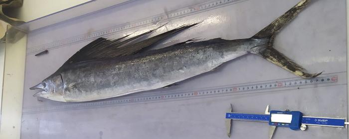 На Кунашире рыбаки поймали редкую для региона тропическую рыбу парусник
