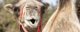 Camel attacked and killed 51-year-old man in Omsk region