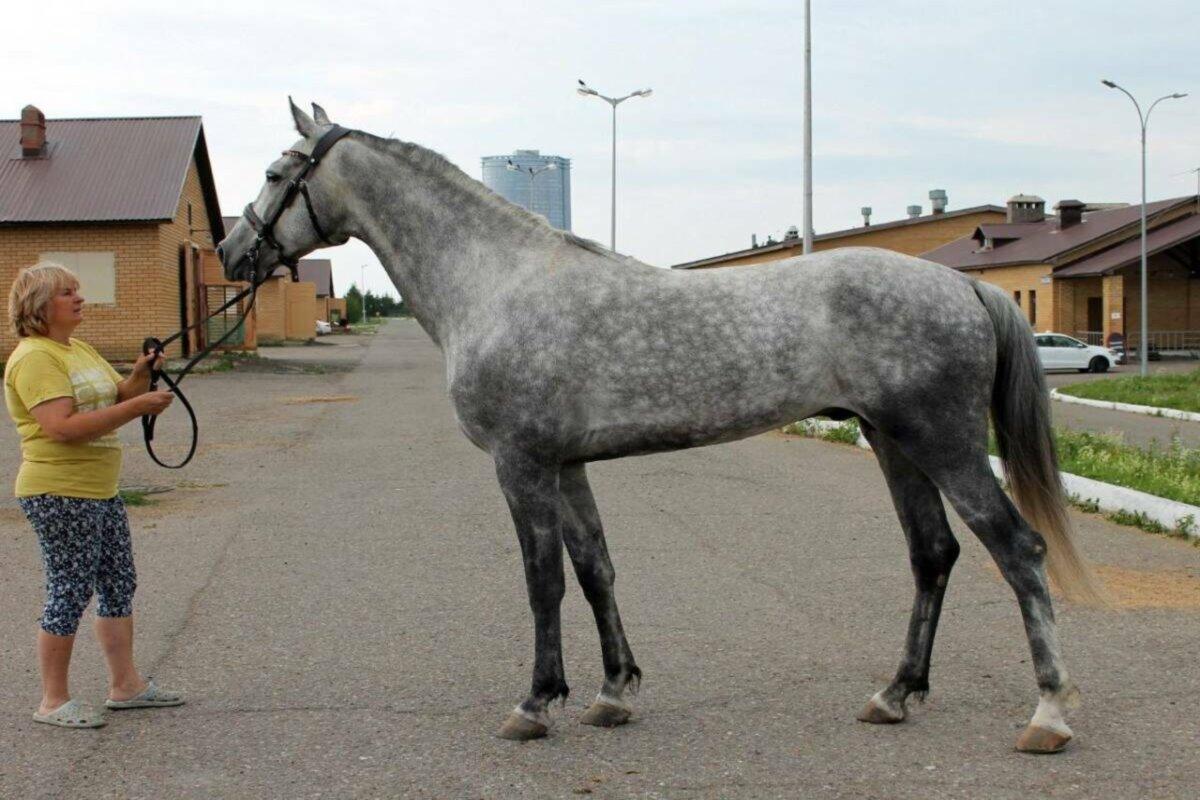 В Татарстане планируют довести поголовье лошадей до 50 тысяч к 2030 году