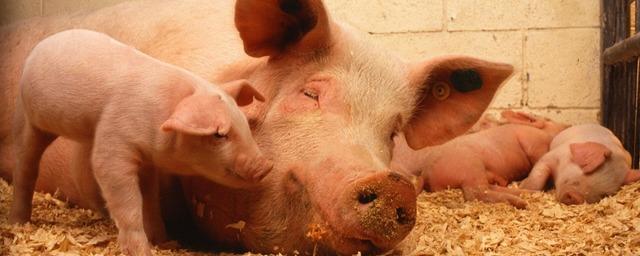 Nature: ученые Йельского университета с помощью технологии OrganEx оживили органы умершей свиньи