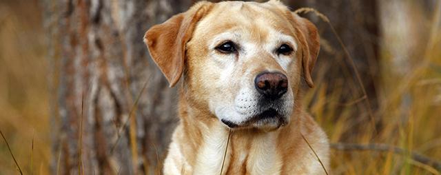 Эксперты выяснили, готовы ли собаки спасать своего хозяина