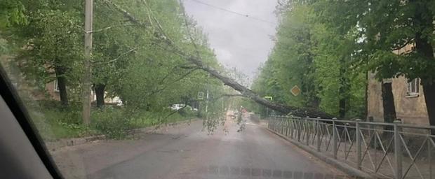 В Калининграде на Судостроительной ветер повалил дерево на дорогу