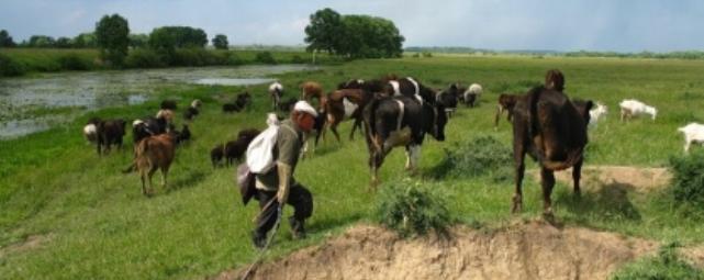 В Башкирии начали проверку после убийства пастуха коровой