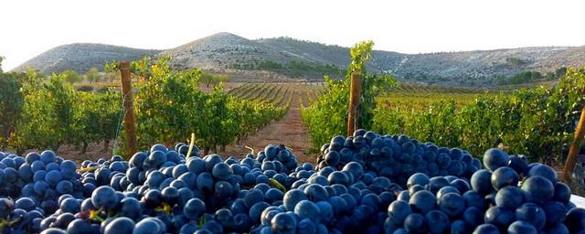 В Крыму построят центр селекции винограда за 3,2 млрд рублей