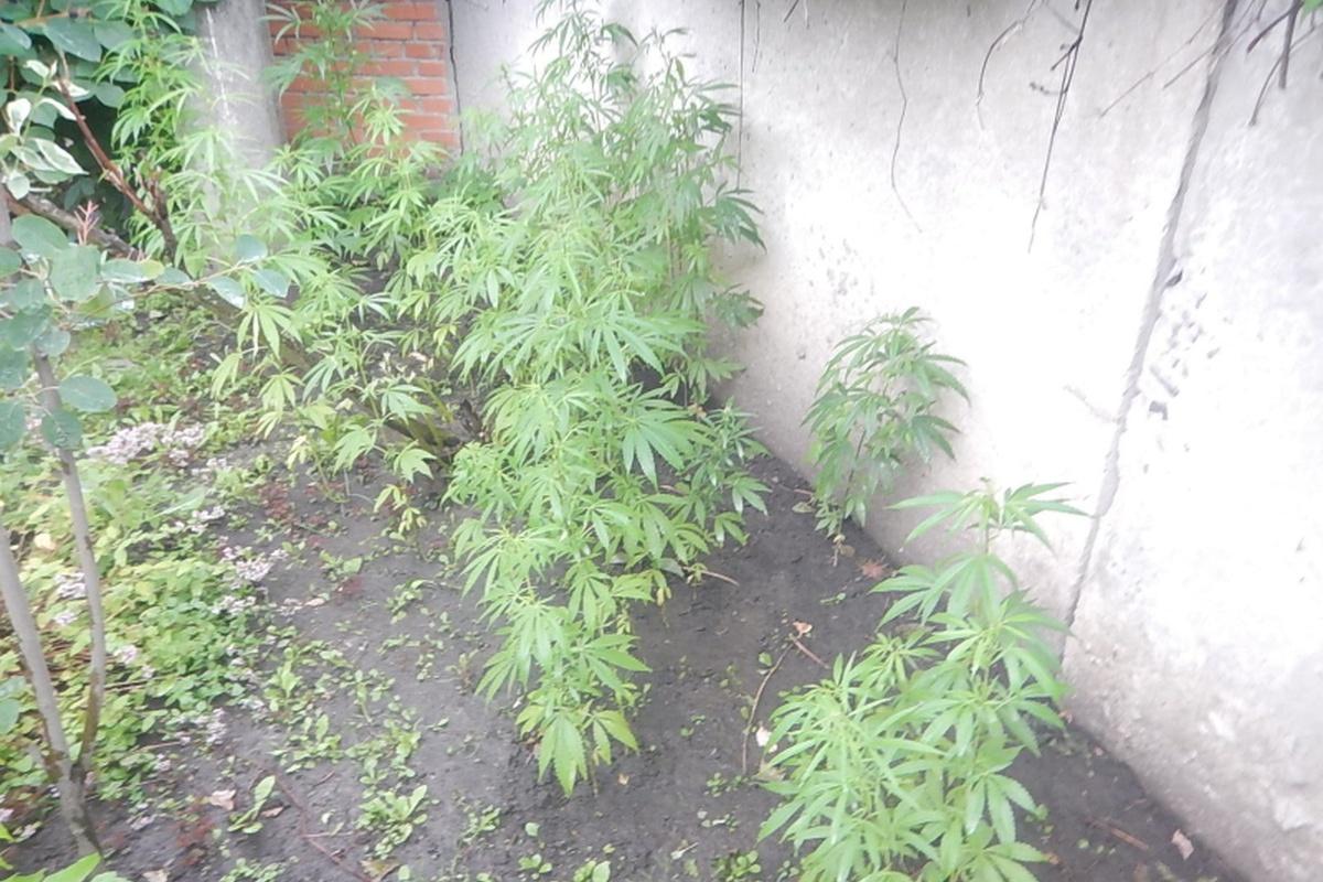 В Союзе садоводов напомнили дачникам о запрещенных для выращивания растениях