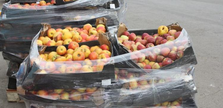 В Самарской области трактор раздавил 3 тонны санкционных яблок