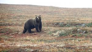 Минприроды одобрило отстрел опасного медведя, который пытается обесточить деревню Пихтовка