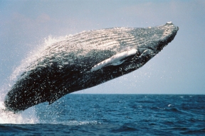 На Аляске ученые пообщались с китом при помощи гидроакустической аппаратуры