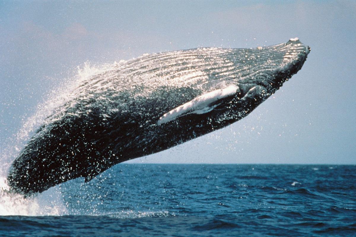На Аляске ученые пообщались с китом при помощи гидроакустической аппаратуры