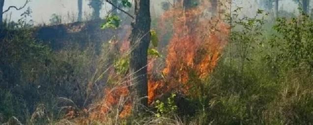На территории ХМАО власти ввели режим ЧС из-за природных пожаров