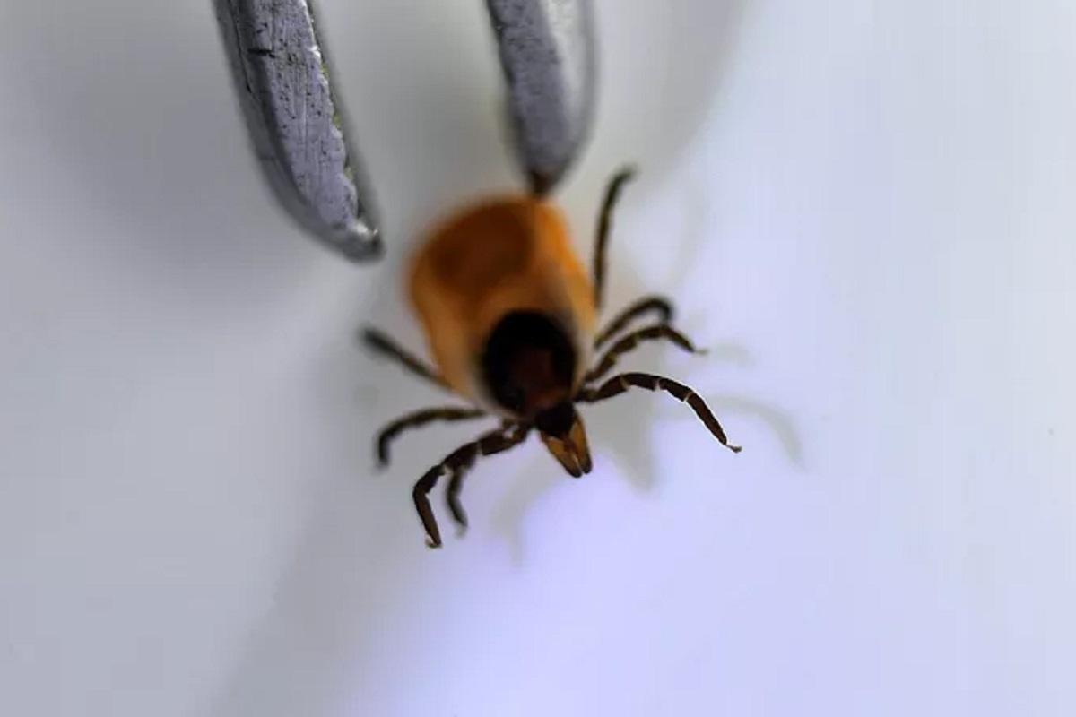 Роспотребнадзор: с начала сезона клещи напали на 175,4 россиян