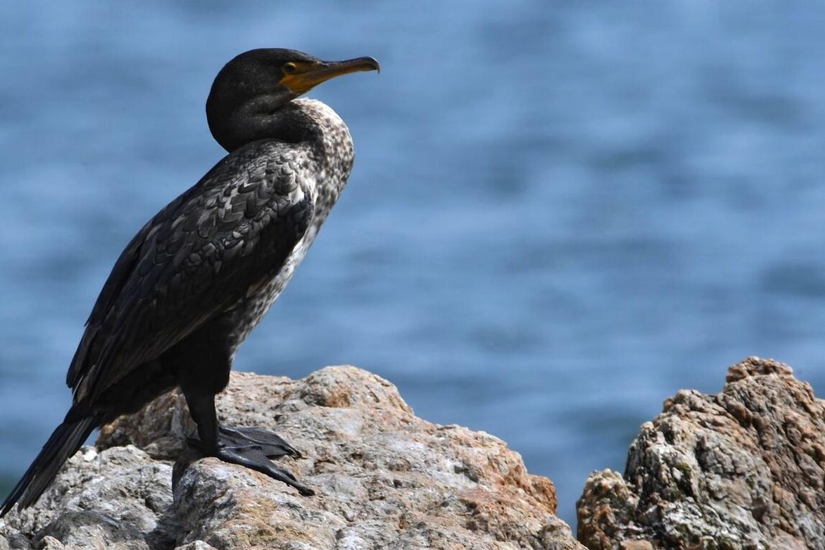 Власти Новгородской области распорядились сократить популяцию бакланов