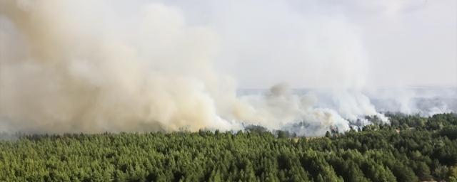Площадь лесного пожара в Ростовской области выросла до 124 га