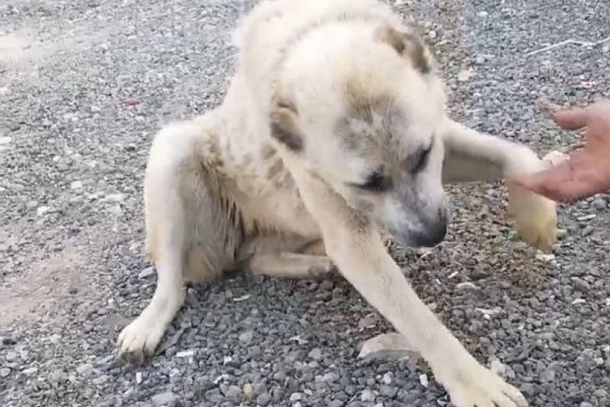 Ищет любящего хозяина: волонтеры из городского округа Пушкинский спасают искалеченную алабайку