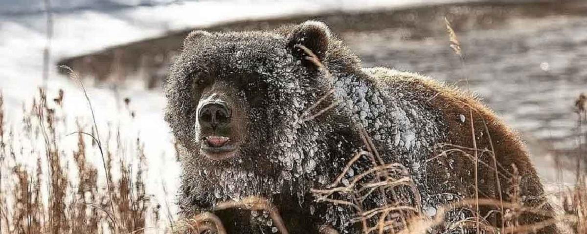 A bear attacked a fish farm guard in Kamchatka, dogs were able to drive the predator away from the man