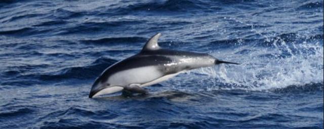 Во Владивостоке спасли застрявшего на отмели дельфина