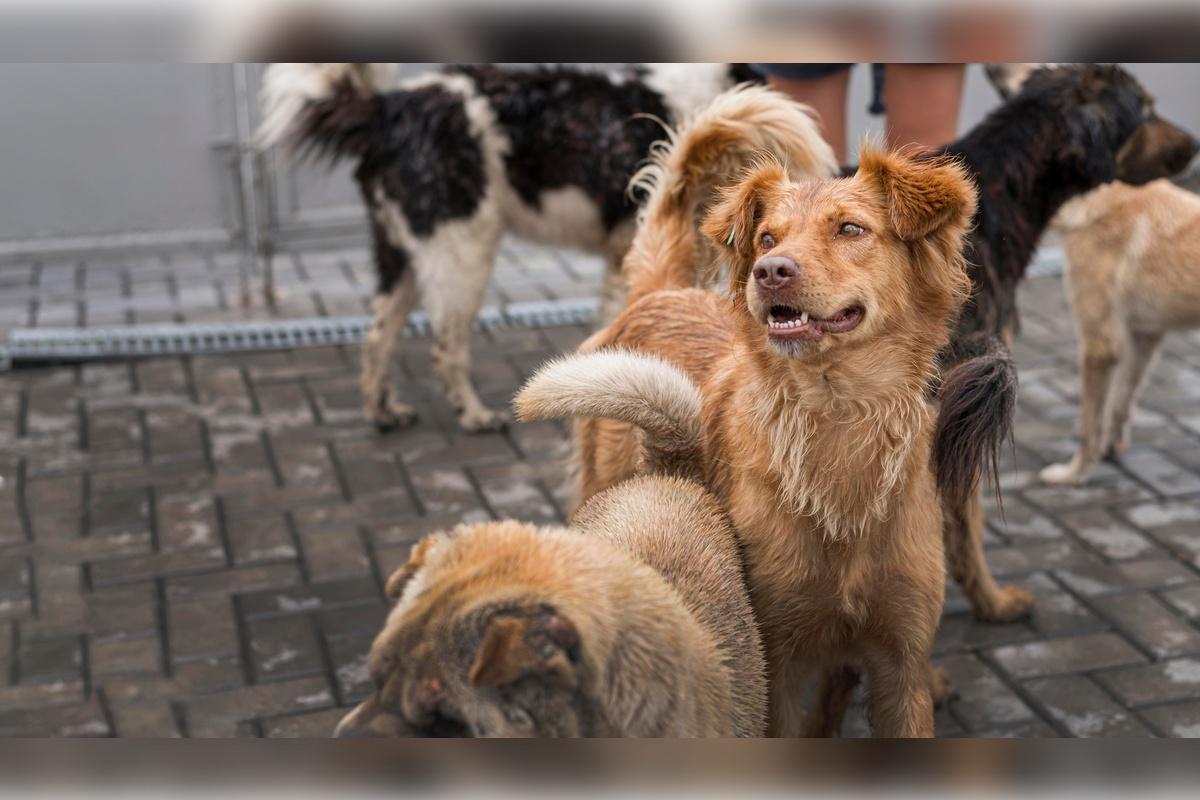 В Омской области повысят расходы на бездомных животных