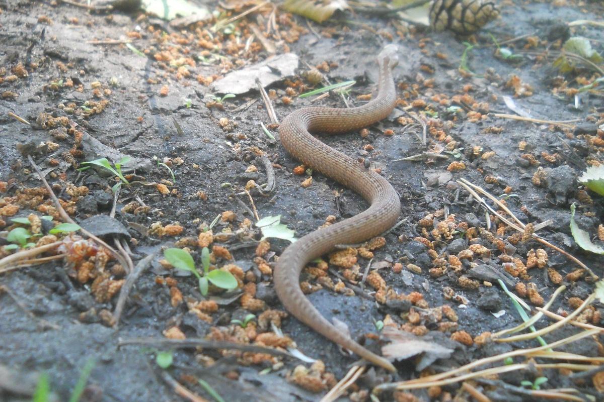Грибники Тюмени предупреждают об расплодившихся змеях в лесах