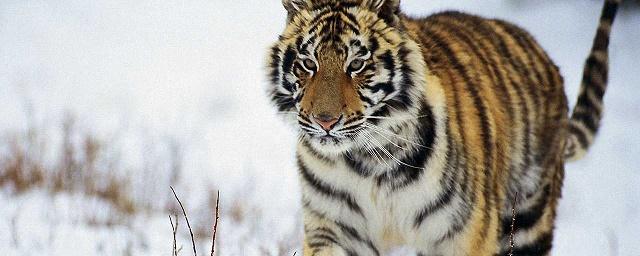 В заповеднике и нацпарке Приморья насчитали более 20 амурских тигров