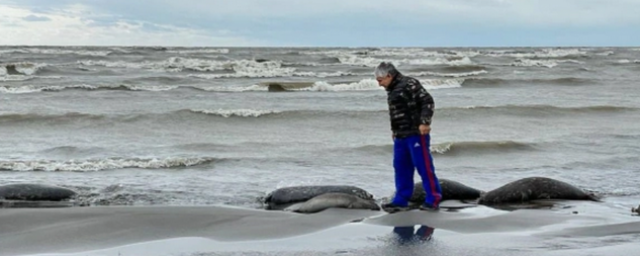 В Минприроды назвали основную версию гибели более 600 тюленей в Дагестане