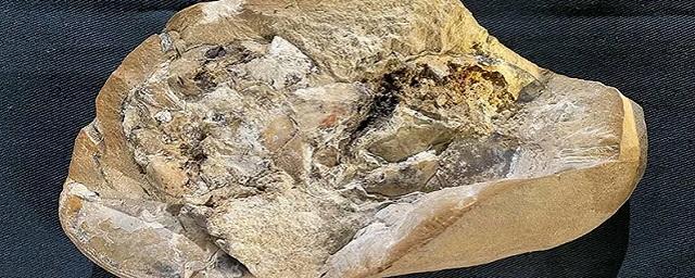 Археологи обнаружили в окаменелостях сердце возрастом 380 миллионов лет