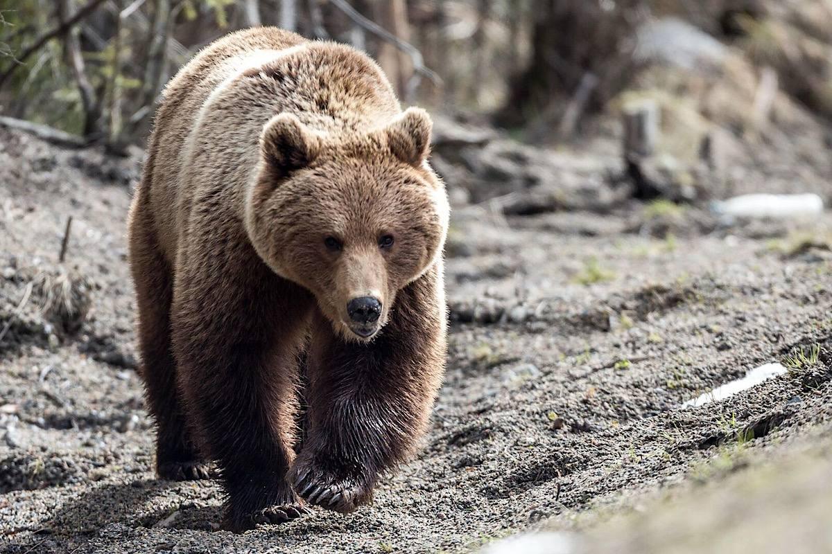 В Словакии разрешат продажу мяса отстреленных медведей