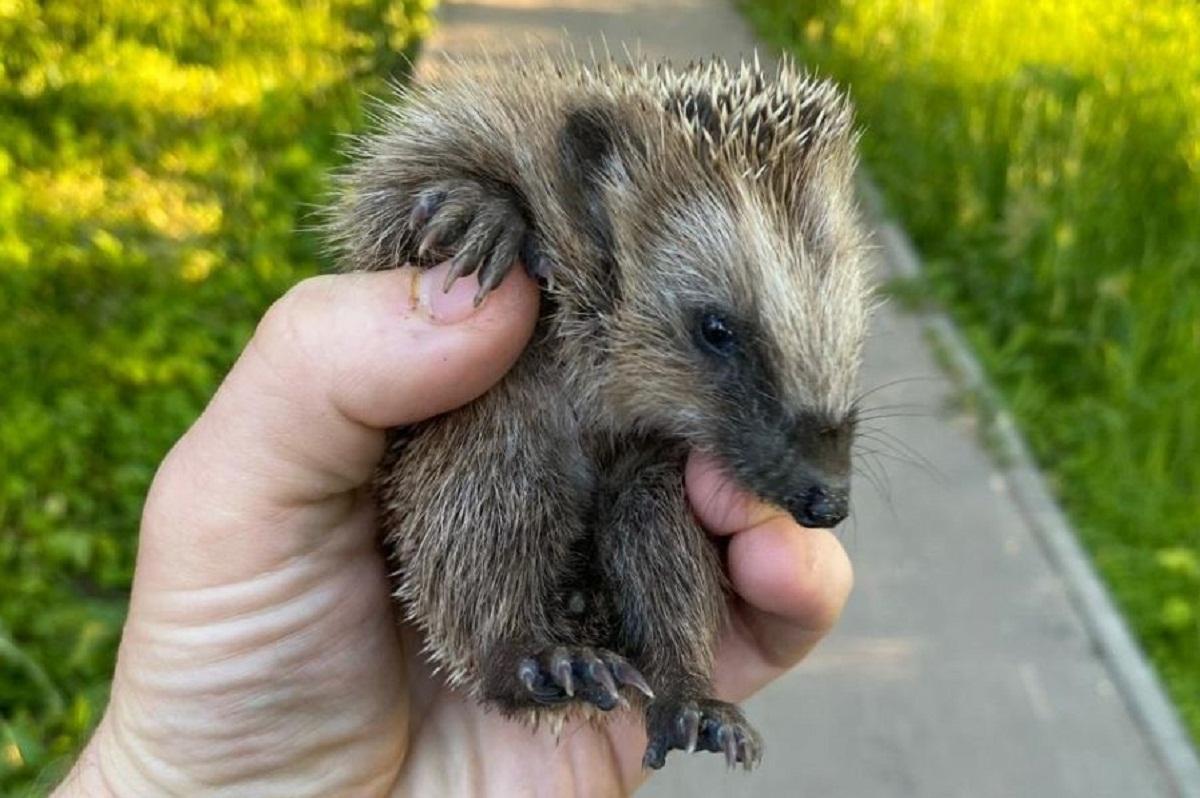 Биолог из Владимира рассказал о спасении умирающего ежонка