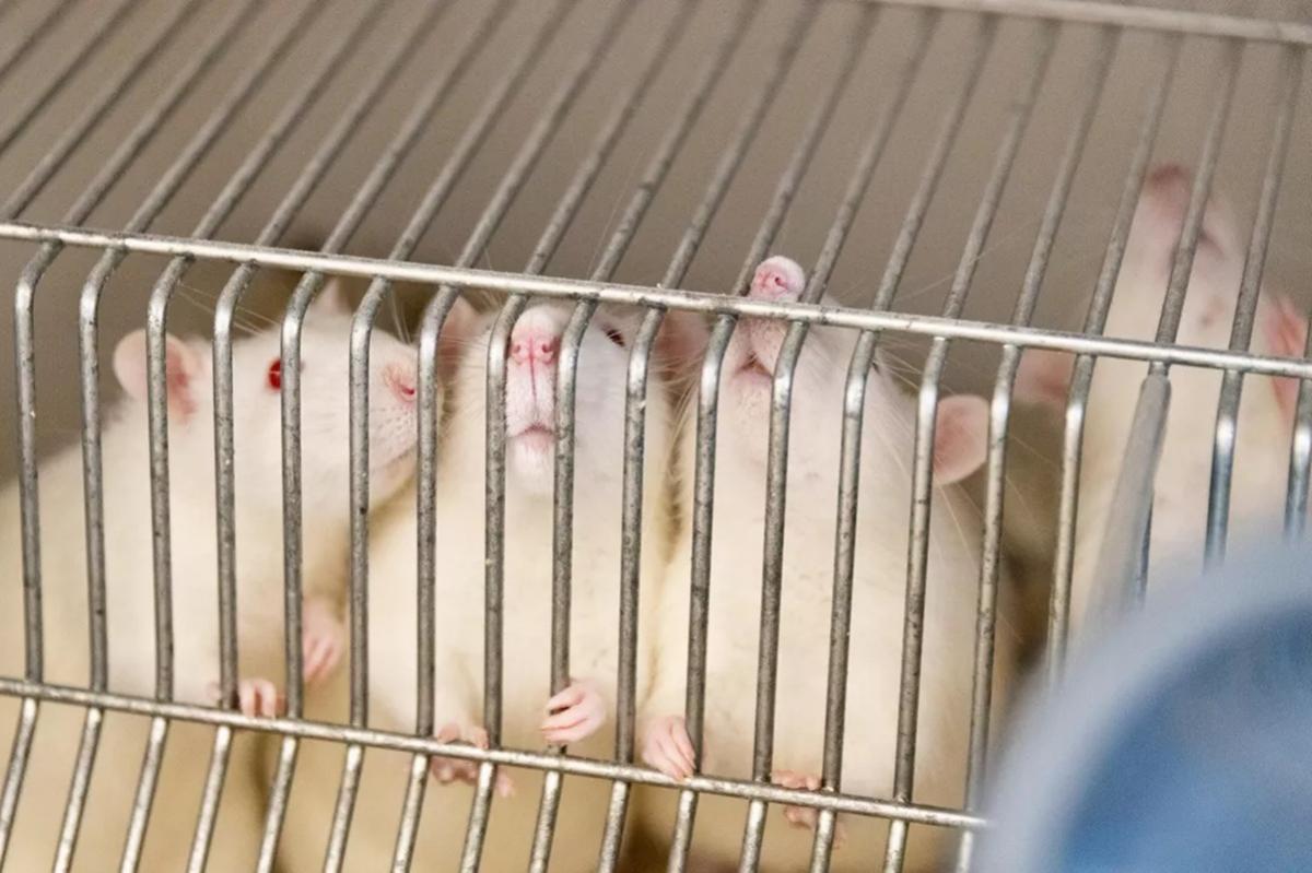 Ученые МГУ нашли способ тестировать лекарства без животных