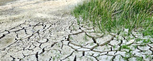 Из-за засухи еще в пяти районах Новосибирской области ввели режим ЧС
