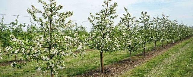 В Орловской области в этом году планируют заложить 92,3 га садов и ягодников